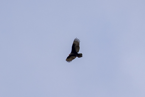 iNaturalist observation photo of Turkey Vulture