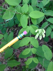 Lathyrus holochlorus