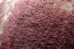 Frullania kunzei
