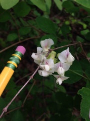 Lathyrus holochlorus