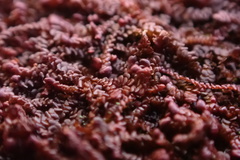 Frullania kunzei