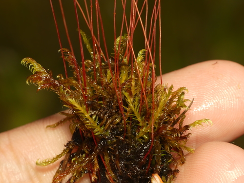 Meesia longiseta observed 2021-08-19