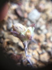 Stylocline gnaphaloides