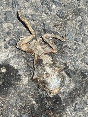 Limnodynastes dumerilii insularis