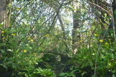 Ranunculus hispidus hispidus
