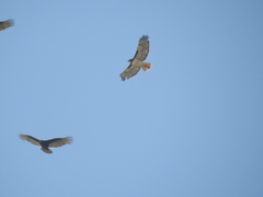 Buteo jamaicensis