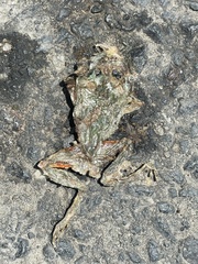 Limnodynastes dumerilii insularis