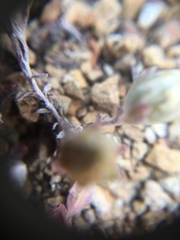 Stylocline gnaphaloides