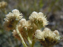 Antennaria microphylla