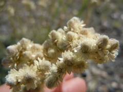Antennaria microphylla