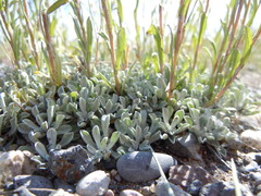 Antennaria microphylla