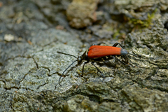 Stenelytrana emarginata