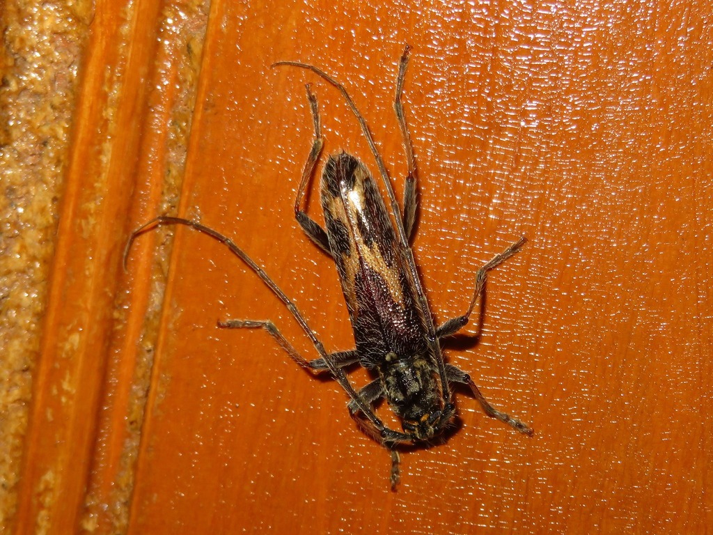 Eurysthea koepckei
