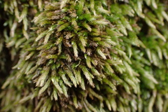 Brachythecium acuminatum