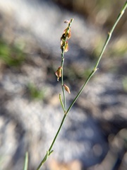 Polygonella gracilis