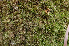 Brachythecium acuminatum