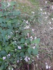 Ageratum