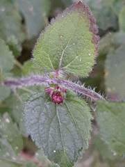 Ageratum