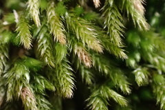 Brachythecium acuminatum