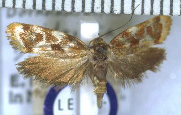 Tingena siderota