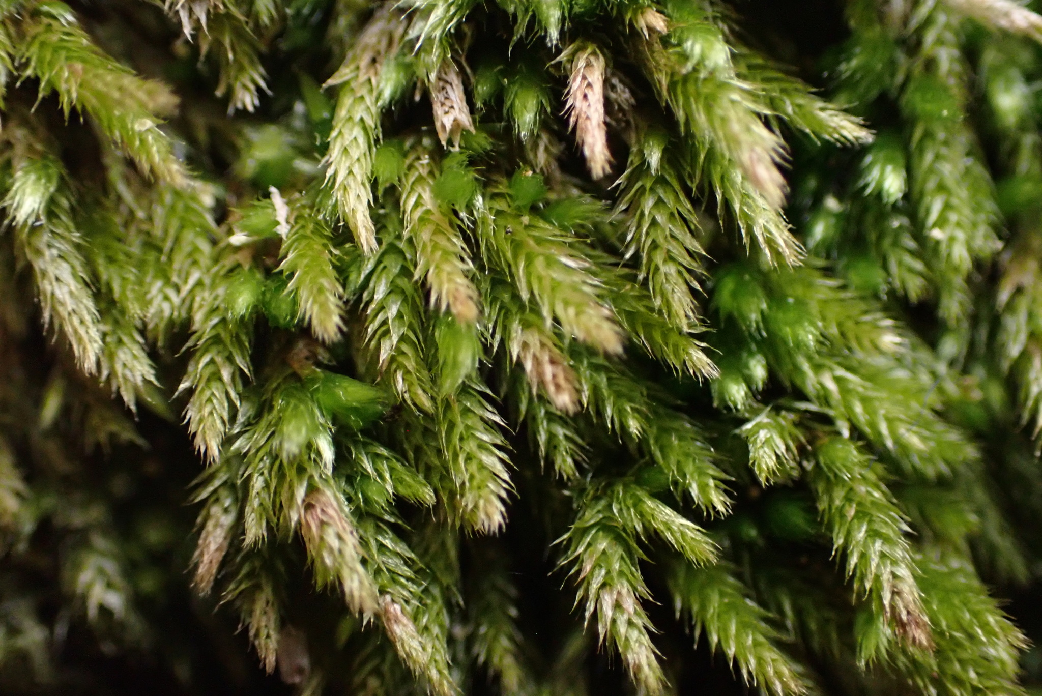 Brachythecium acuminatum