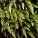 Brachythecium acuminatum - Photo no hay derechos reservados, subido por John Kees