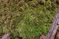Brachythecium acuminatum