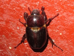 Ancognatha scarabaeoides