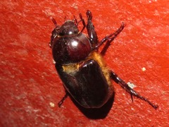 Ancognatha scarabaeoides