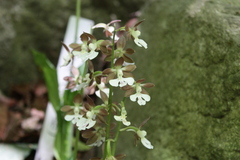 Calanthe discolor
