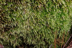 Brachythecium acuminatum