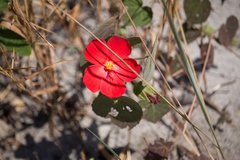 Pavonia rosa-campestris