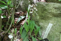 Calanthe discolor