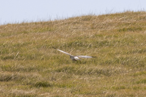 iNaturalist observation photo of Northern Harrier