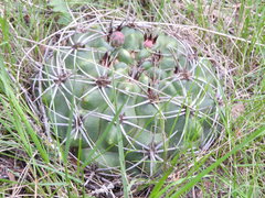 Gymnocalycium mostii