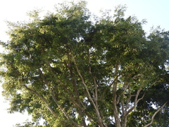 Magnoliopsida