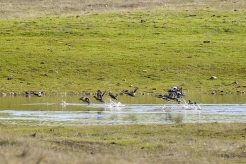 iNaturalist observation photo of American Wigeon