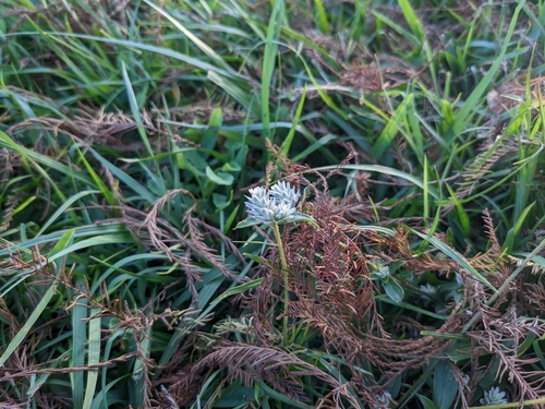 Gomphrena serrata image