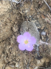 Leptosiphon liniflorus