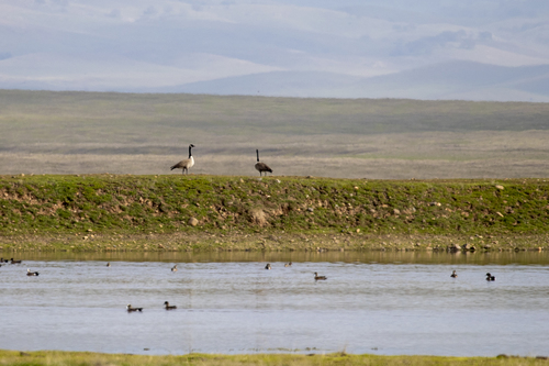 iNaturalist observation photo of Canada Goose