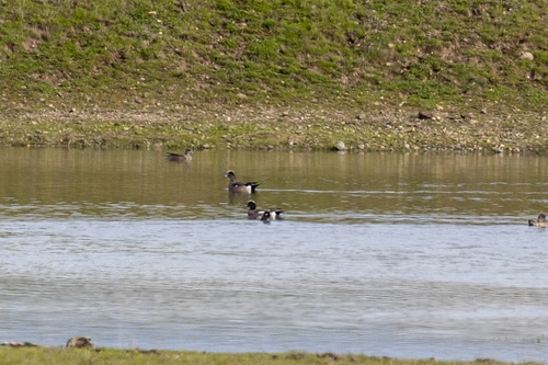 iNaturalist observation photo of American Wigeon