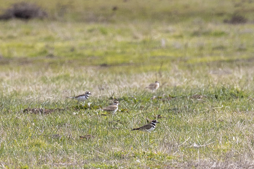 iNaturalist observation photo of Killdeer