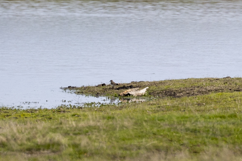 iNaturalist observation photo of Killdeer