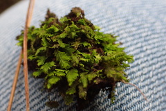 Fissidens subbasilaris