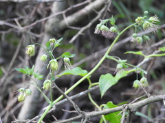 Thalictrum decipiens