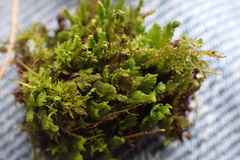 Fissidens subbasilaris