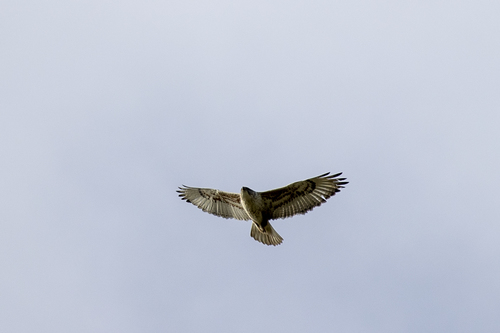 iNaturalist observation photo of Ferruginous Hawk