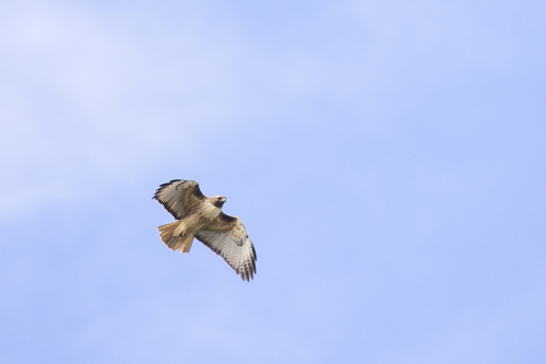 iNaturalist observation photo of Red-tailed Hawk