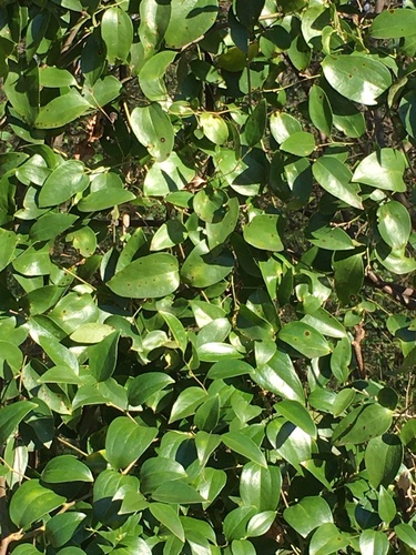 lanceleaf greenbrier (Smilax smallii)