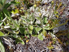 Brachyglottis bellidioides